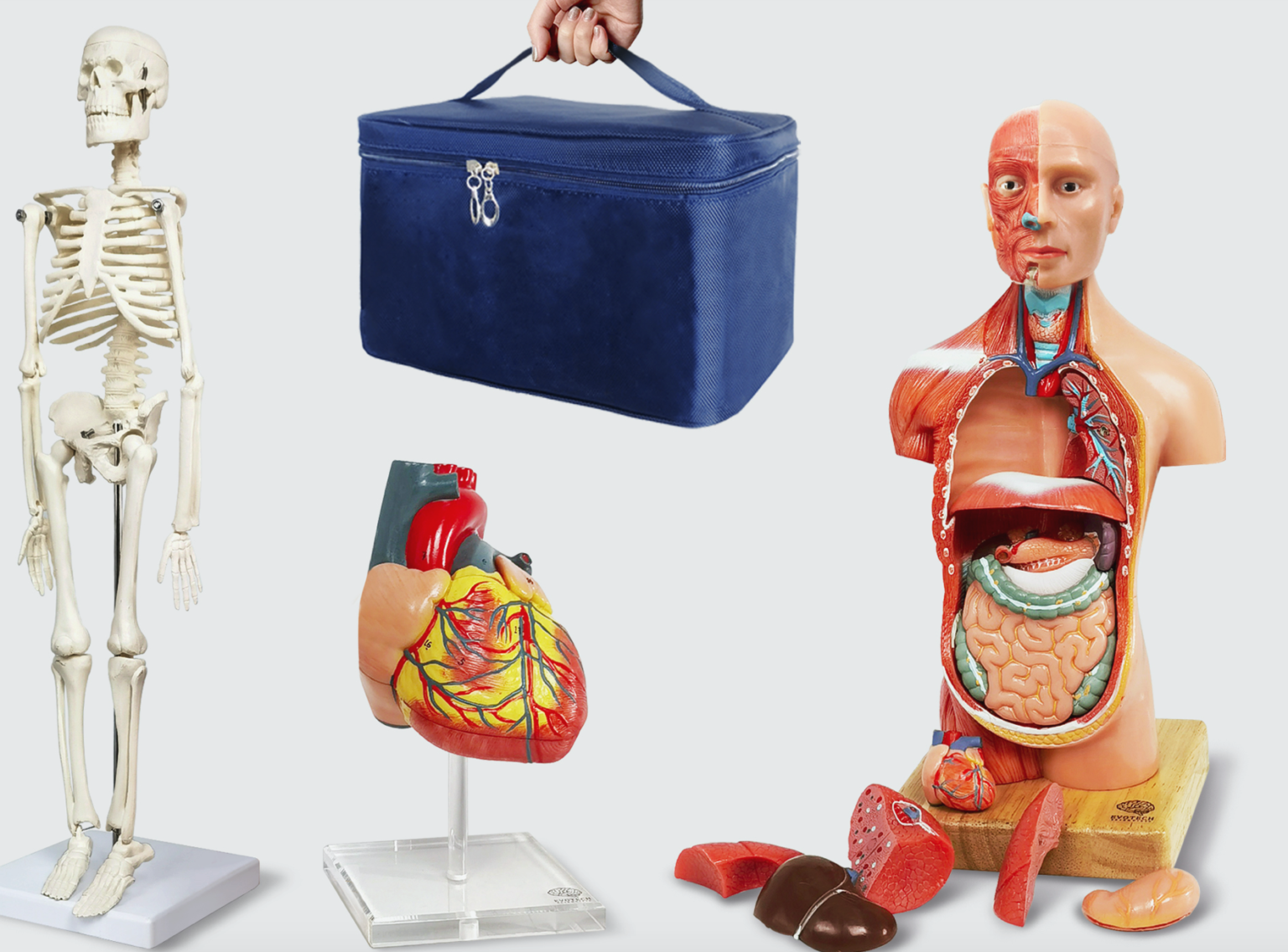 9 Best Anatomy Models for Medical Students - Fitmedic