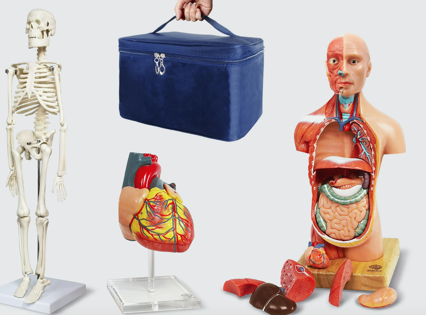 9 Best Anatomy Models for Medical Students Fitmedic