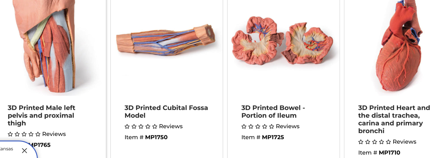 9 Best Anatomy Models for Medical Students Fitmedic